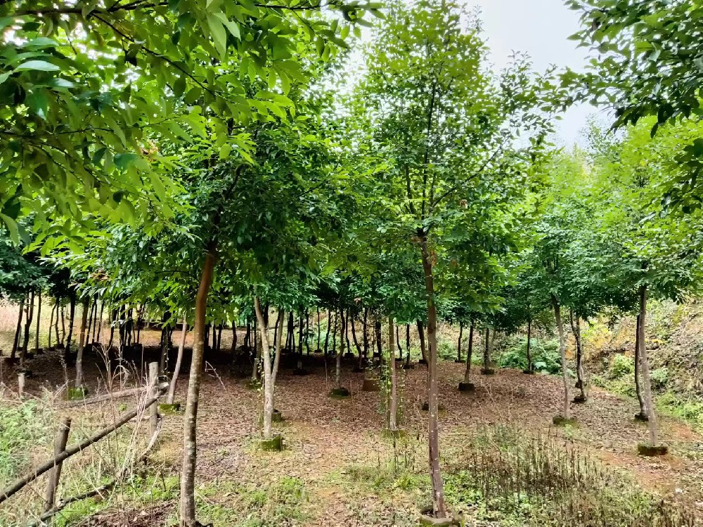 1671072140120857 香叶树